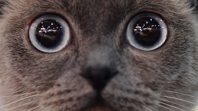 Москвич умудрился купить три ноутбука Apple по 369 рублей, пишут СМИ