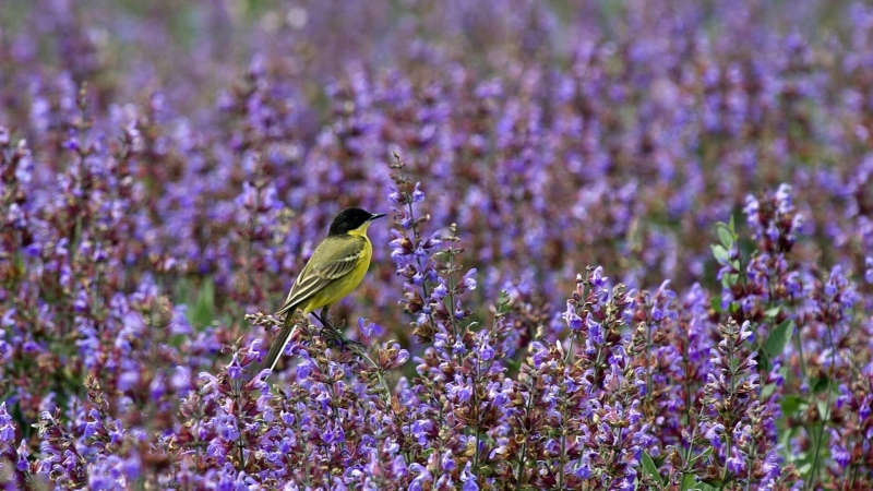 Иван-чай - польза и вред напитка, лечебные свойства