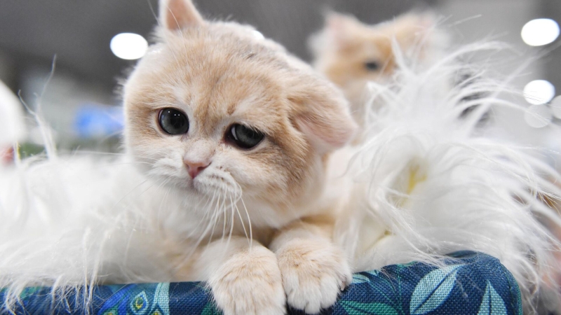 В Госдуме предложили уголовно карать за призывы к жестокости с животными