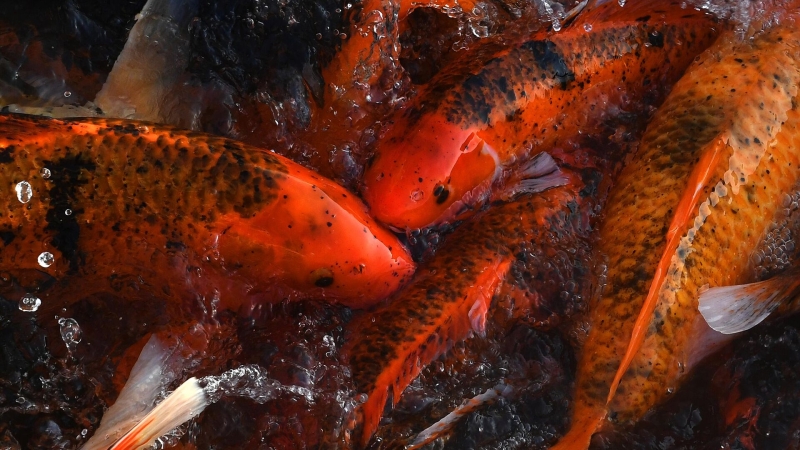 В Ростове-на-Дону подтвердили эффективность замены импортного корма для рыб