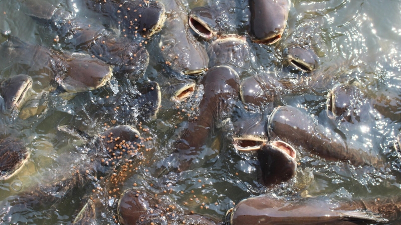 В Ростове-на-Дону подтвердили эффективность замены импортного корма для рыб