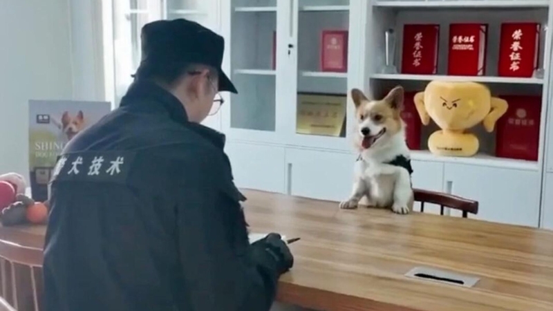 В Китае корги-полицейского лишили годового бонуса за усталый вид