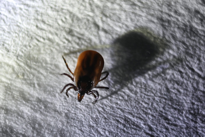 Что делать, если укусил клещ — советы врача