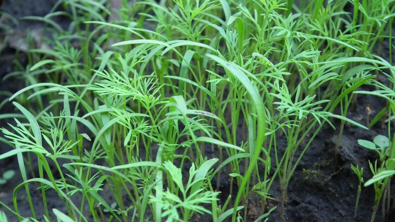 Что можно сажать в феврале: лунный посевной календарь на 2025 год 