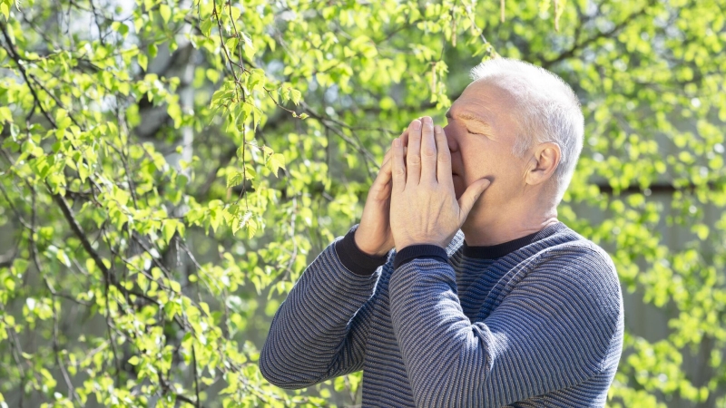 Аллергия на пыльцу березы: причины появления, лечение и профилактика