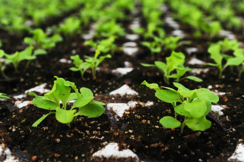 Посевной календарь на апрель-2025: благоприятные и неблагоприятные дни