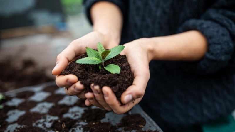 Посадка укропа в открытый грунт: когда сеять, правила и уход за культурой