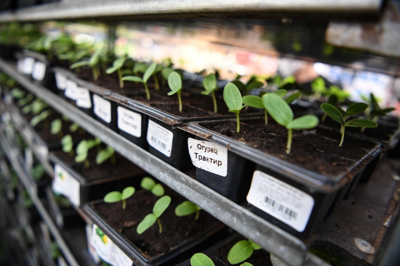 Посевной календарь на апрель-2025: благоприятные и неблагоприятные дни