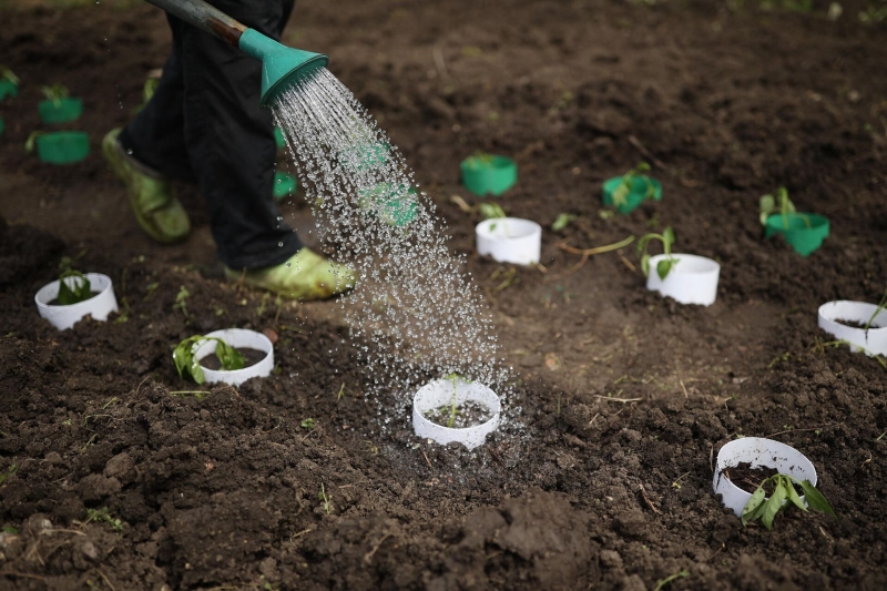 Посевной календарь на апрель-2025: благоприятные и неблагоприятные дни