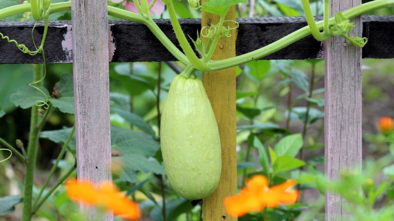 В траву или в опилки: как и когда лучше сажать картофель в 2024 году