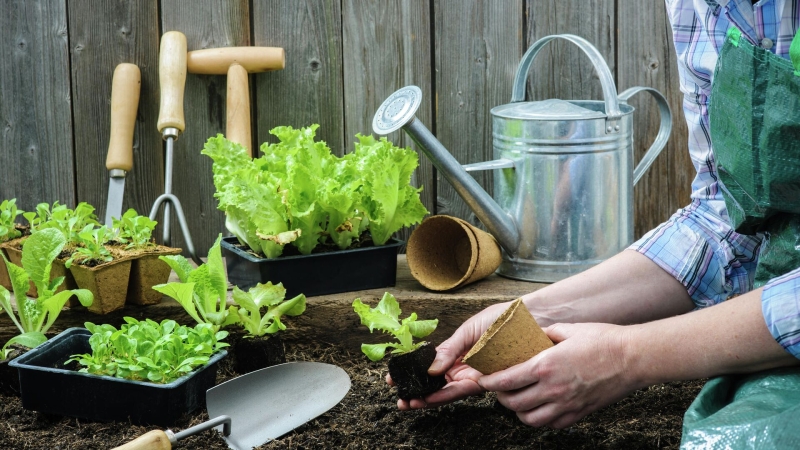 Когда и как правильно сажать лук в 2025 году: советы экспертов