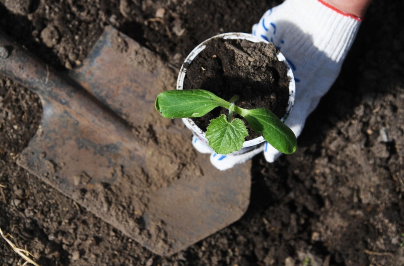 Посевной календарь на апрель-2025: благоприятные и неблагоприятные дни