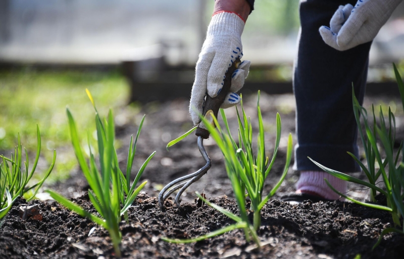 Посевной календарь на апрель-2025: благоприятные и неблагоприятные дни