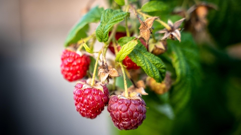 Когда сажать малину в открытый грунт: правила и советы экспертов