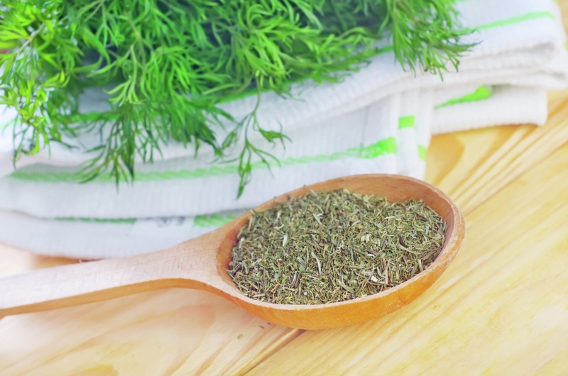 Посадка укропа в открытый грунт: когда сеять, правила и уход за культурой