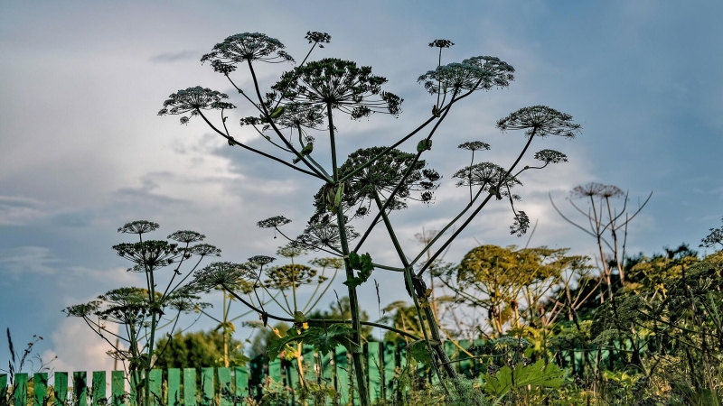 В Госдуме доработают проект о штрафах за плохую борьбу с борщевиком