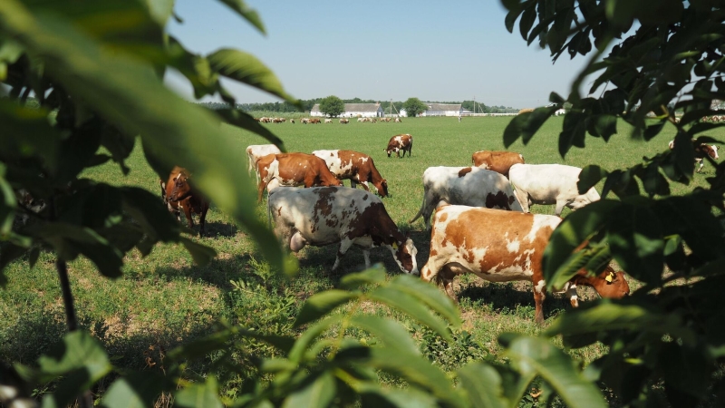 В Минпромторге рассказали о фермерской продукции в торговых сетях