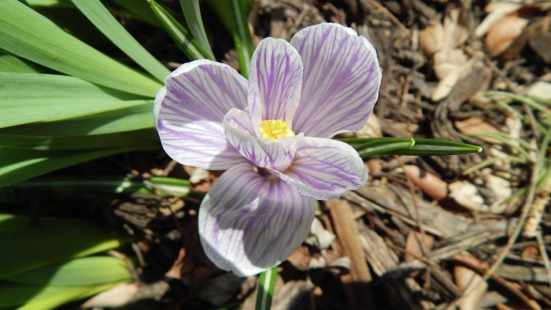 От сорняков и для богатого урожая: как и чем правильно мульчировать почву