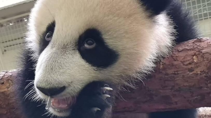 Фотоловушка запечатлела летние заботы семьи енотовидных собак