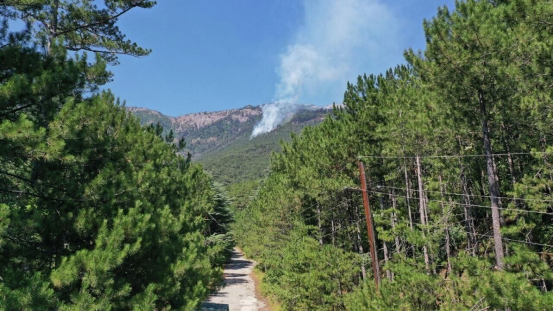 В России за сутки потушили 28 лесных пожаров