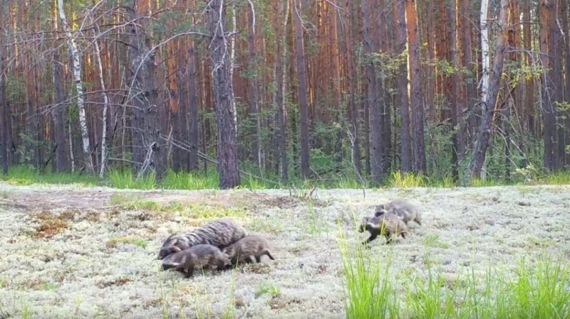 Фотоловушка запечатлела летние заботы семьи енотовидных собак