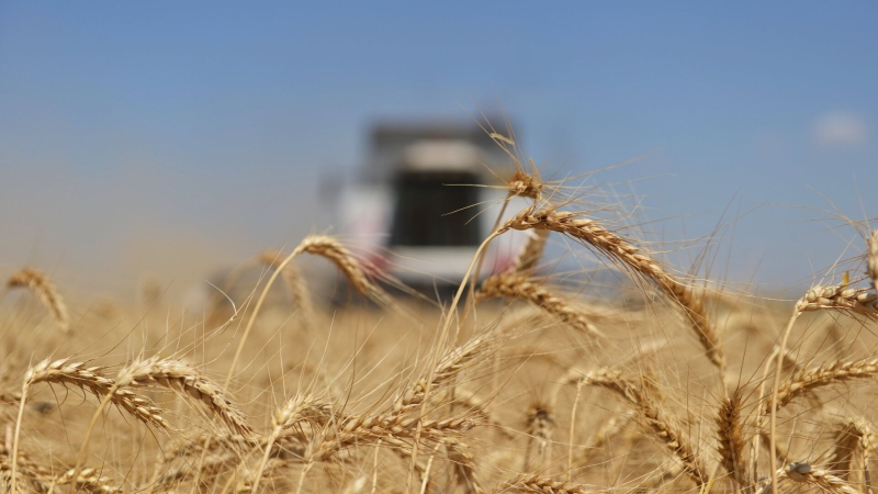 Турция в июне сократила импорт пшеницы из России почти втрое