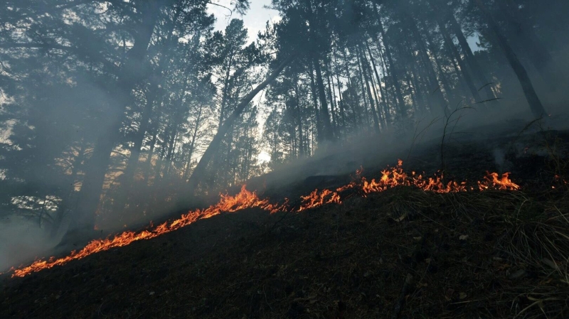 В российских регионах продолжают действовать 35 лесных пожаров