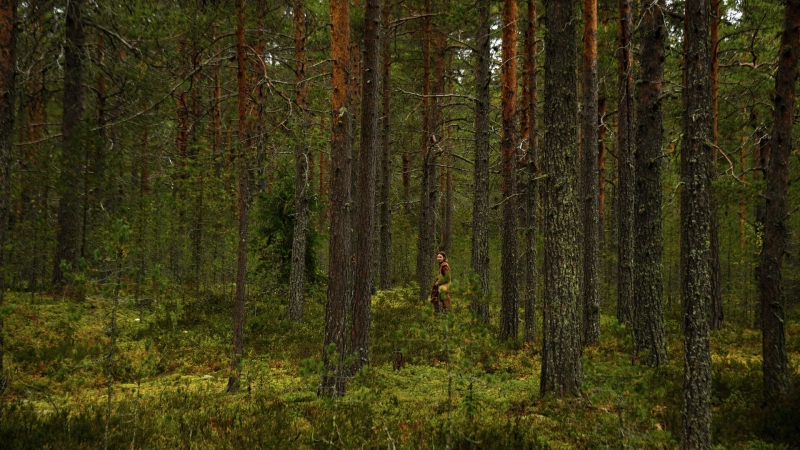 Парламентарии Карелии предложили изменить Лесной кодекс России