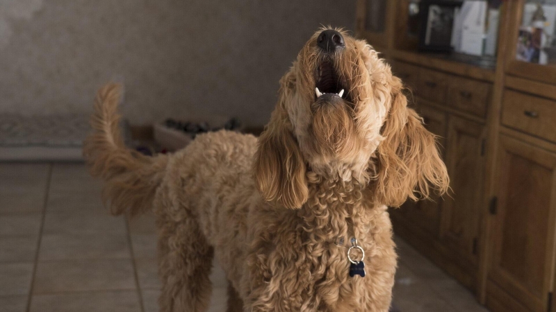 Юристы рассказали о штрафах за шум и запахи от животных в квартире