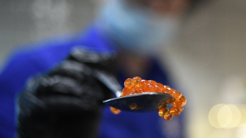 Подсчитано, достигнет ли производство черной икры в России рекордов СССР