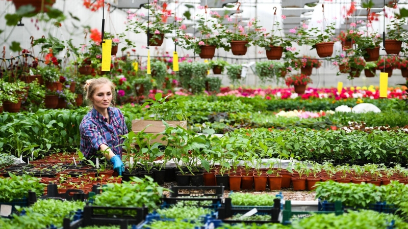 Когда и что сажать в 2026 году: лунный посевной календарь по месяцам и дням