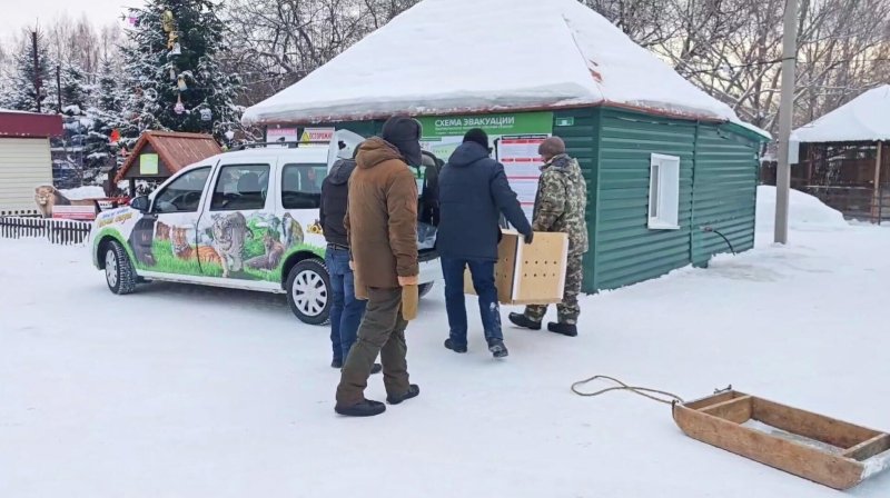 Манул Пепе из барнаульского зоопарка отправилась в командировку в Петербург