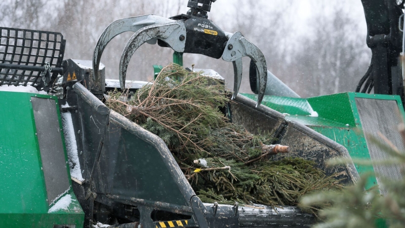 В ОП предупредили о штрафе за неправильную утилизацию новогодней елки
